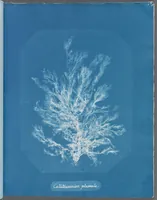 Picture 120 of 197 from Photographs of British algae: cyanotype impressions (1843), leaf 180