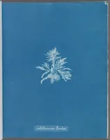 An illustration from Photographs of British algae: cyanotype impressions (1843)