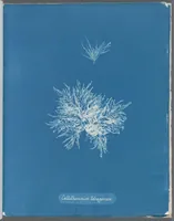 Picture 122 of 197 from Photographs of British algae: cyanotype impressions (1843), leaf 183