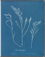 Picture 124 of 197 from Photographs of British algae: cyanotype impressions (1843), leaf 190