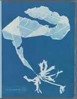 Picture 125 of 197 from Photographs of British algae: cyanotype impressions (1843), leaf 192