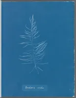 Picture 126 of 197 from Photographs of British algae: cyanotype impressions (1843), leaf 193