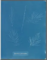 Picture 127 of 197 from Photographs of British algae: cyanotype impressions (1843), leaf 194