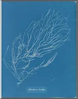 Picture 128 of 197 from Photographs of British algae: cyanotype impressions (1843), leaf 195