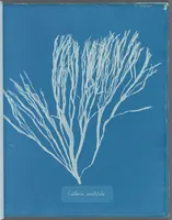 Picture 129 of 197 from Photographs of British algae: cyanotype impressions (1843), leaf 197