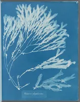 Picture 130 of 197 from Photographs of British algae: cyanotype impressions (1843), leaf 198