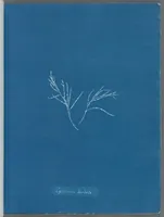 Picture 10 of 197 from Photographs of British algae: cyanotype impressions (1843), leaf 20