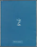 Picture 132 of 197 from Photographs of British algae: cyanotype impressions (1843), leaf 200