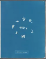Picture 133 of 197 from Photographs of British algae: cyanotype impressions (1843), leaf 201