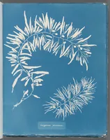 Picture 135 of 197 from Photographs of British algae: cyanotype impressions (1843), leaf 209