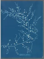 Picture 11 of 197 from Photographs of British algae: cyanotype impressions (1843), leaf 21