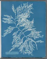 Picture 136 of 197 from Photographs of British algae: cyanotype impressions (1843), leaf 210