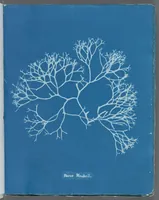 Picture 137 of 197 from Photographs of British algae: cyanotype impressions (1843), leaf 211