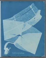Picture 138 of 197 from Photographs of British algae: cyanotype impressions (1843), leaf 212