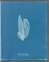 Picture 139 of 197 from Photographs of British algae: cyanotype impressions (1843), leaf 213