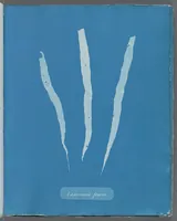 Picture 140 of 197 from Photographs of British algae: cyanotype impressions (1843), leaf 214