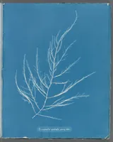 Picture 141 of 197 from Photographs of British algae: cyanotype impressions (1843), leaf 215