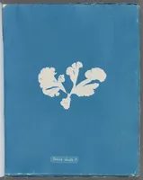 Picture 144 of 197 from Photographs of British algae: cyanotype impressions (1843), leaf 218