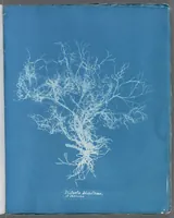 Picture 145 of 197 from Photographs of British algae: cyanotype impressions (1843), leaf 219