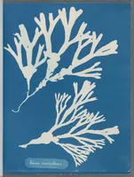 Picture 12 of 197 from Photographs of British algae: cyanotype impressions (1843), leaf 22
