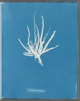 Picture 146 of 197 from Photographs of British algae: cyanotype impressions (1843), leaf 220