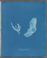 Picture 148 of 197 from Photographs of British algae: cyanotype impressions (1843), leaf 222