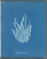 Picture 149 of 197 from Photographs of British algae: cyanotype impressions (1843), leaf 223