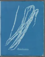 Picture 150 of 197 from Photographs of British algae: cyanotype impressions (1843), leaf 224