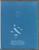 Picture 151 of 197 from Photographs of British algae: cyanotype impressions (1843), leaf 225