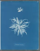 Picture 152 of 197 from Photographs of British algae: cyanotype impressions (1843), leaf 226