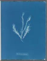 Picture 153 of 197 from Photographs of British algae: cyanotype impressions (1843), leaf 229