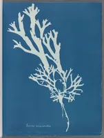 Picture 13 of 197 from Photographs of British algae: cyanotype impressions (1843), leaf 23