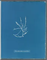 Picture 154 of 197 from Photographs of British algae: cyanotype impressions (1843), leaf 230