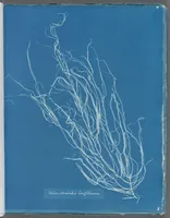 Picture 155 of 197 from Photographs of British algae: cyanotype impressions (1843), leaf 231