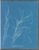 Picture 156 of 197 from Photographs of British algae: cyanotype impressions (1843), leaf 232