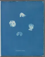 Picture 157 of 197 from Photographs of British algae: cyanotype impressions (1843), leaf 233