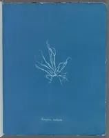 Picture 158 of 197 from Photographs of British algae: cyanotype impressions (1843), leaf 234