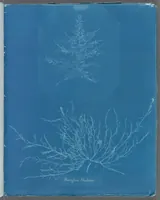 Picture 159 of 197 from Photographs of British algae: cyanotype impressions (1843), leaf 235
