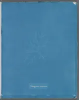 Picture 160 of 197 from Photographs of British algae: cyanotype impressions (1843), leaf 237