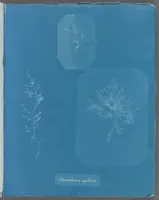 Picture 161 of 197 from Photographs of British algae: cyanotype impressions (1843), leaf 238
