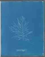 Picture 162 of 197 from Photographs of British algae: cyanotype impressions (1843), leaf 239