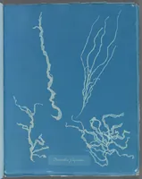 Picture 163 of 197 from Photographs of British algae: cyanotype impressions (1843), leaf 241