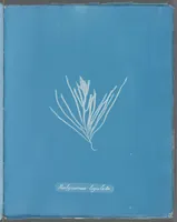 Picture 164 of 197 from Photographs of British algae: cyanotype impressions (1843), leaf 242