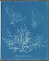 Picture 165 of 197 from Photographs of British algae: cyanotype impressions (1843), leaf 243