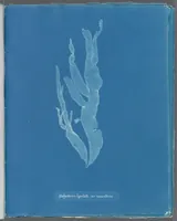 Picture 166 of 197 from Photographs of British algae: cyanotype impressions (1843), leaf 244