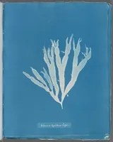 Picture 167 of 197 from Photographs of British algae: cyanotype impressions (1843), leaf 245