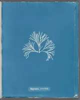 Picture 168 of 197 from Photographs of British algae: cyanotype impressions (1843), leaf 246