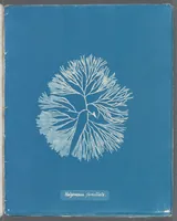 Picture 169 of 197 from Photographs of British algae: cyanotype impressions (1843), leaf 247