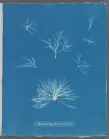 Picture 171 of 197 from Photographs of British algae: cyanotype impressions (1843), leaf 249