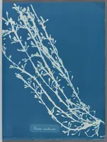 Picture 15 of 197 from Photographs of British algae: cyanotype impressions (1843), leaf 25